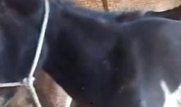 骡子在线观看,探寻古代丝绸之路的传奇故事